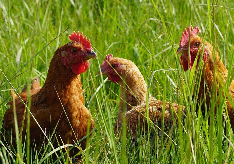 Chicken